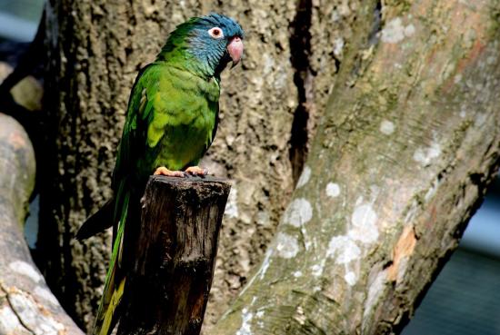 Conure à Tête Bleu