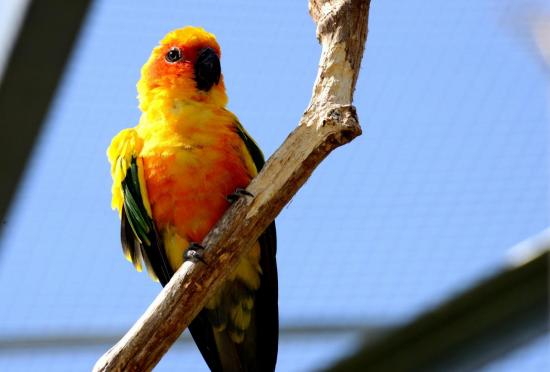 Conure Soleil