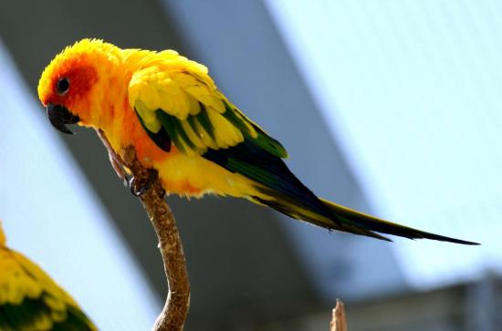 Conure Soleil