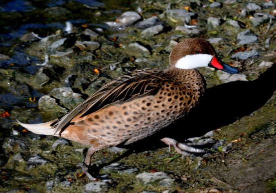 Canard des Bahamas