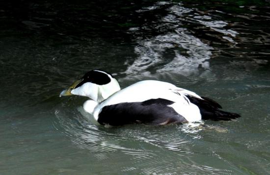 Eider à Duvet