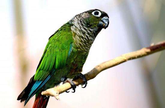 Conure Molina