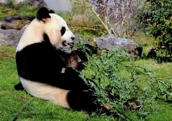 Grand Panda