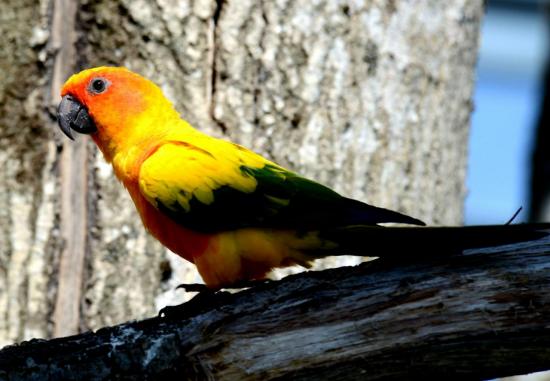 Conure Soleil