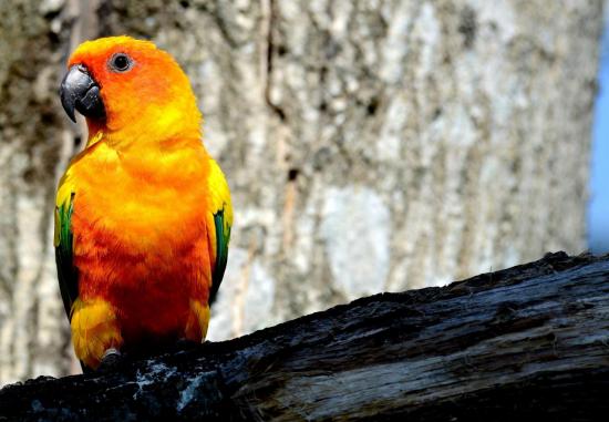 Conure Soleil