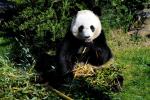 Grand Panda