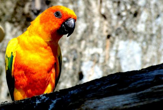 Conure Soleil