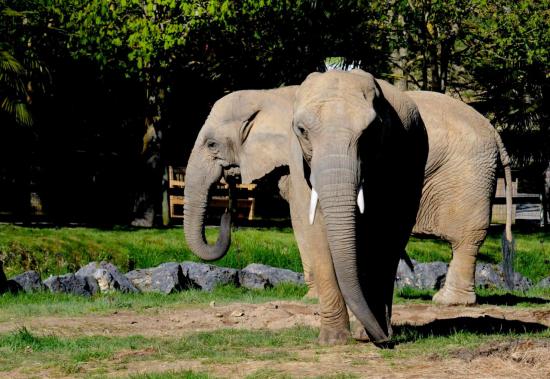 Eléphant d'Afrique