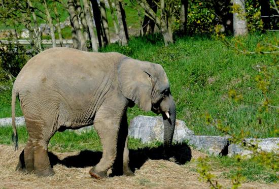 Eléphant d'Afrique