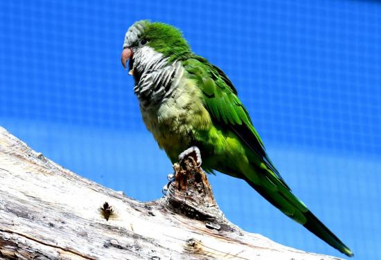 Conure Veuve