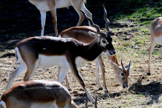 Antilope Cervicapre