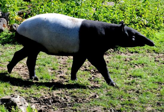 Tapir de Malaisie