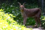 Caracal