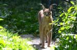 Caracal