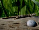 Lézard des murailles