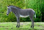 Zebre