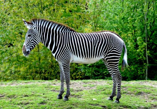 Zebre