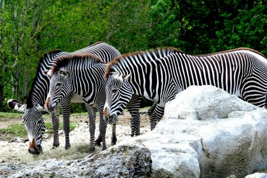 Zebre