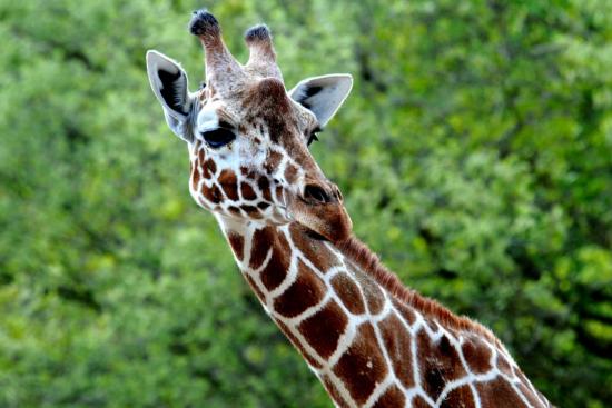 Girafe