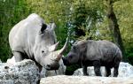 Rhinocéros Blanc