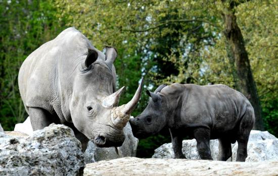 Rhinocéros Blanc