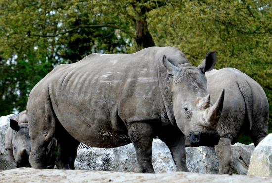 Rhinocéros Blanc