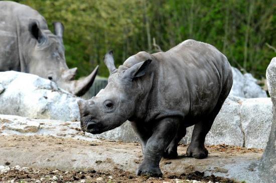 jeune Rhinocéros Blanc