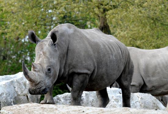 Rhinocéros Blanc