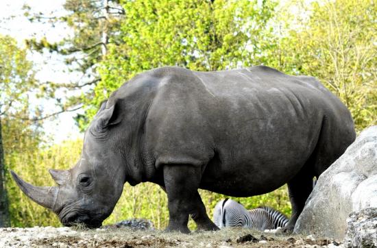 Rhinocéros Blanc