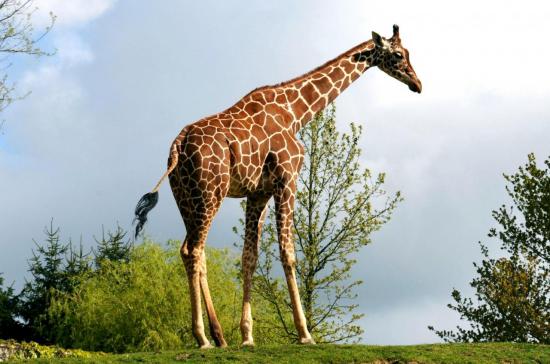 Girafe