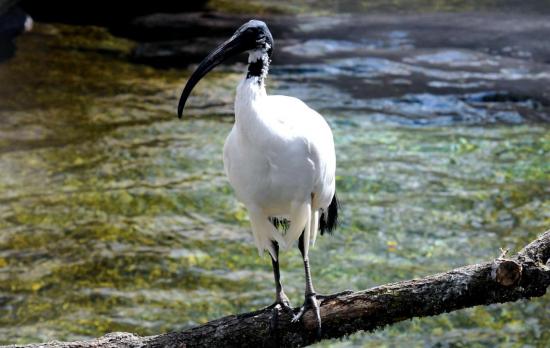 Ibis Sacré