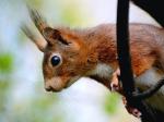Ecureuil Roux