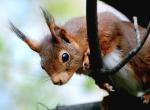 Ecureuil Roux