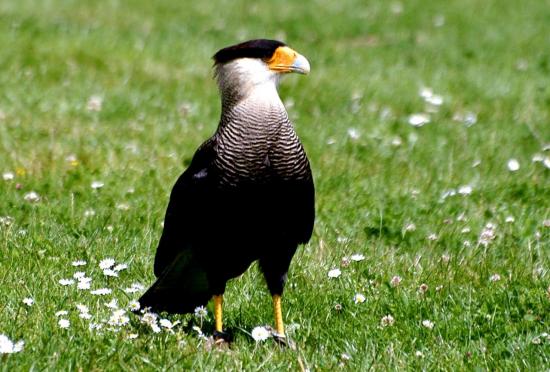 Caracara du Nord