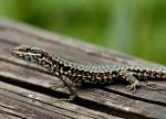 Lézard des murailles