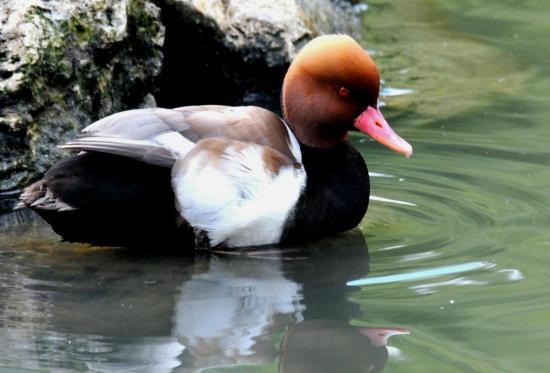 Nette Rousse