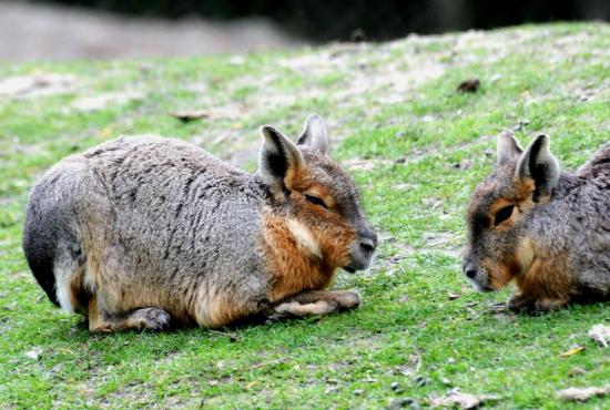 Mara,Lièvre de Patagonie