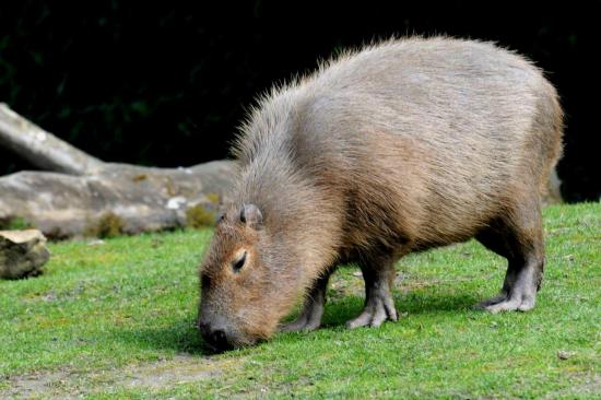 Capybara