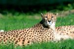 Guépard