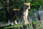 Lionne