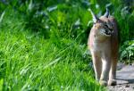 Lynx Caracal