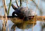 Tortue de Floride