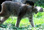 Lynx