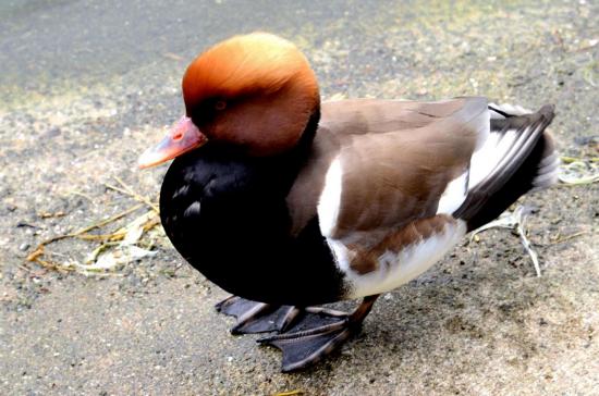 Nette Rousse