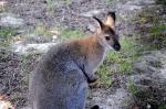 Wallaby de Bennett