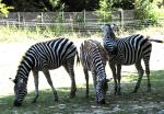 Zebre