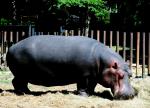 Hippopotame