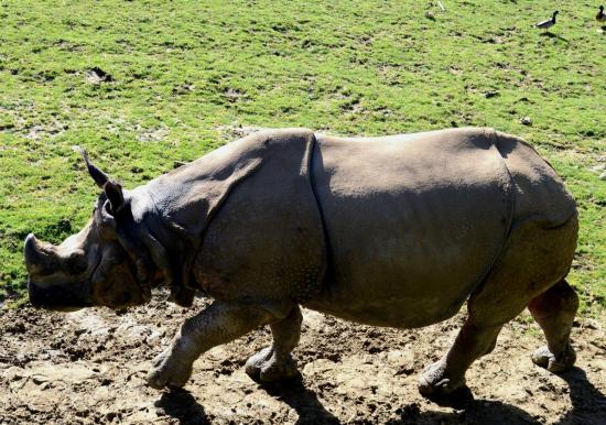 Rhinocéros Indien