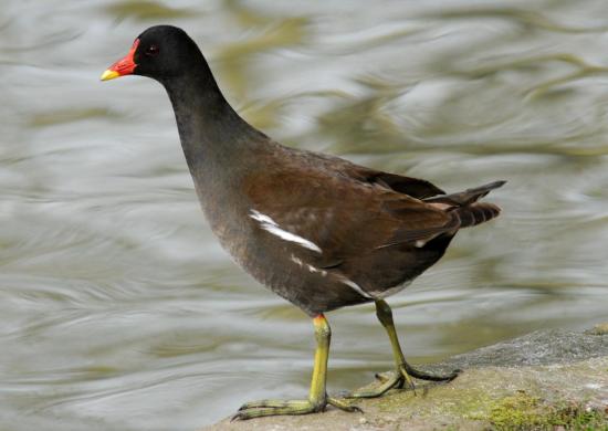 Gallinule Poule-D'eau