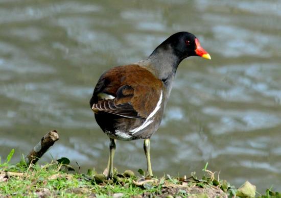 Gallinule Poule-D'eau